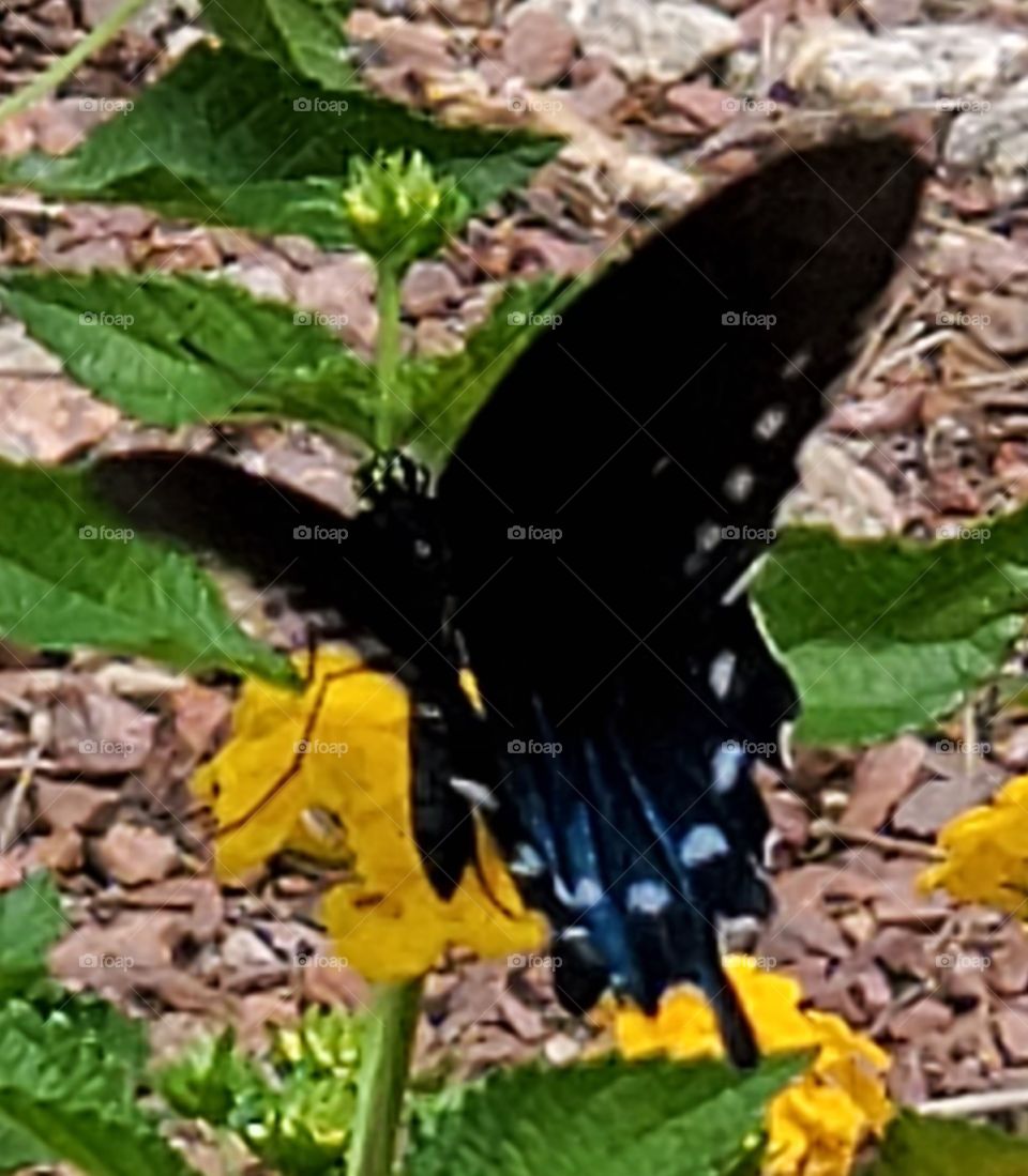 butterfly in the desert