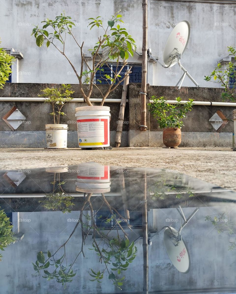 When the rooftop turns into a mirror and the plants start showing off their reflection game—nature’s vanity at its finest!