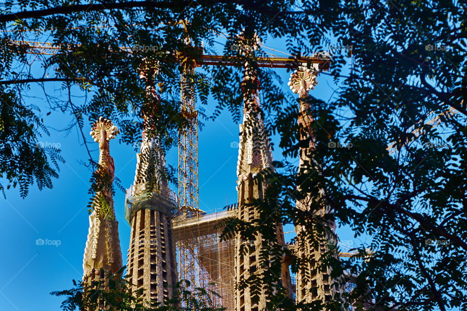 Through the trees. Sagrada Familia. 