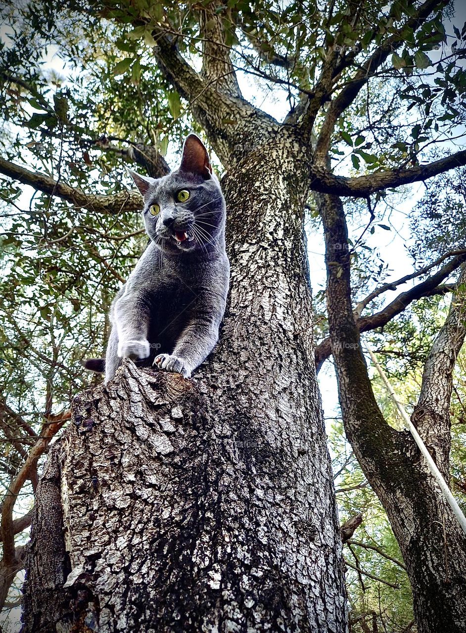 the cat is up in the tree