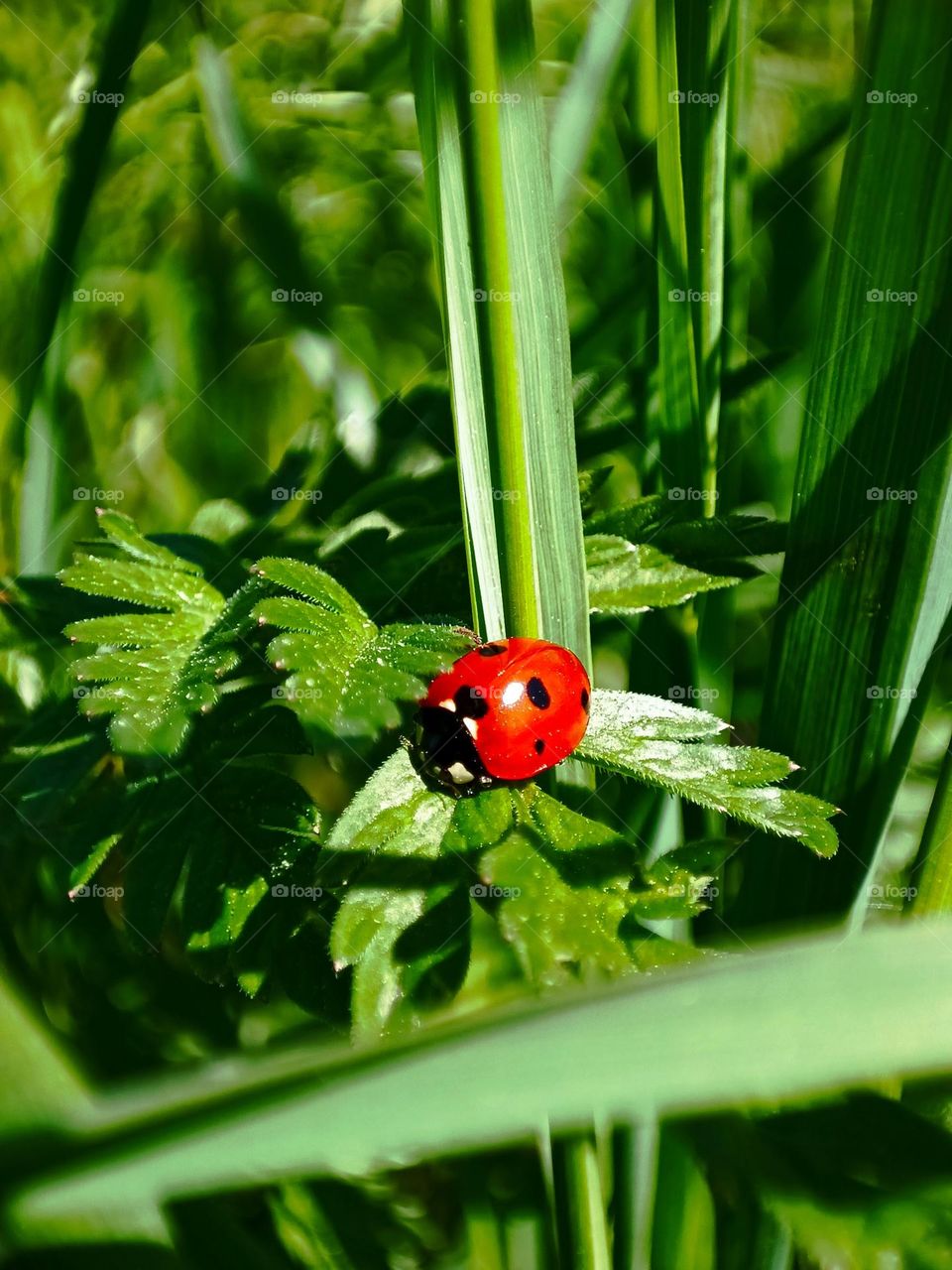 Close up of a ladybug sitting on a green leaf between blades of grass