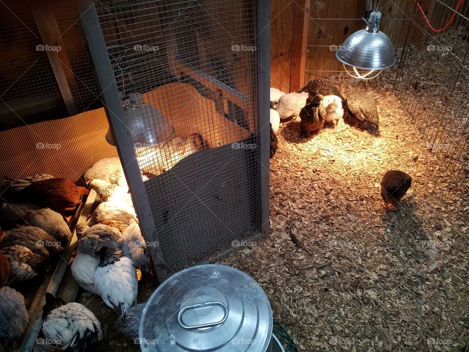month old chicks