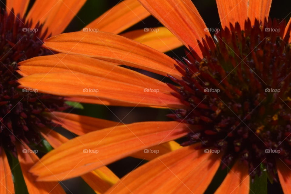 perfect orange. close up view of flowers in a summer garden