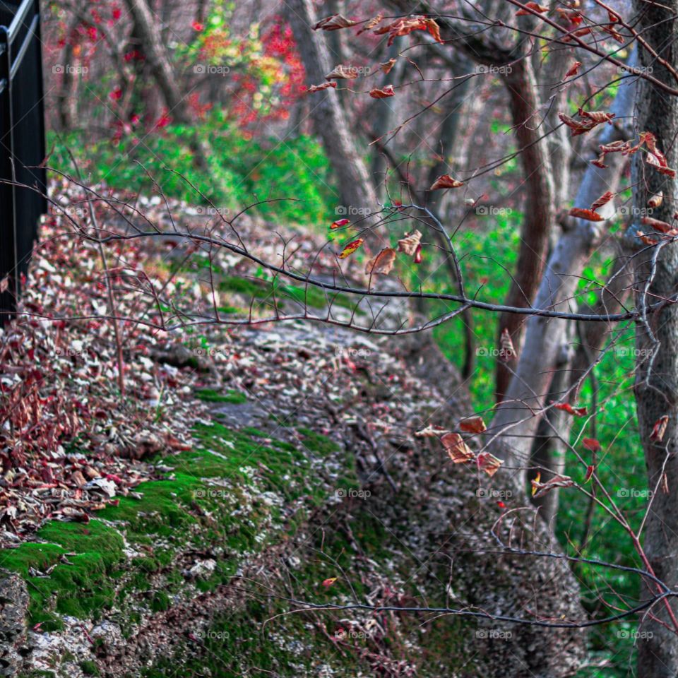 fall leaves on a cliff
