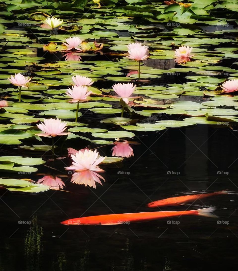 Flower leaves river lotus