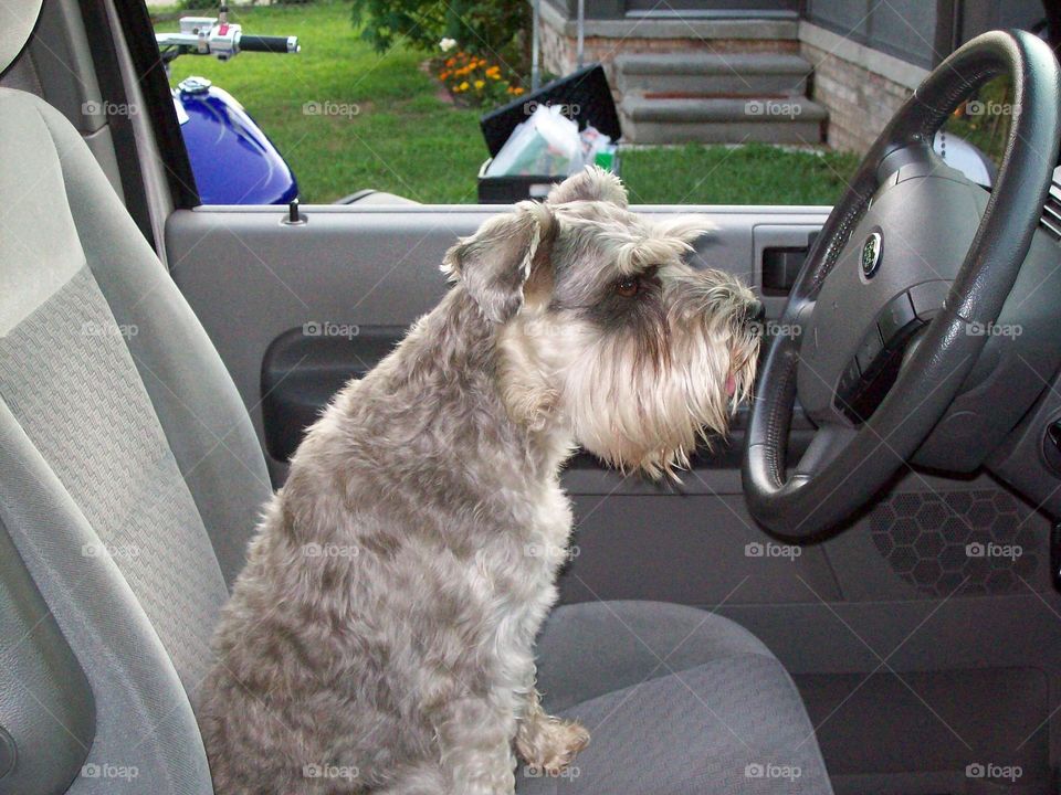 Zoey taking the wheel