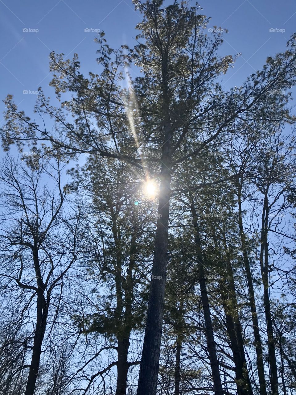 Light between the trees