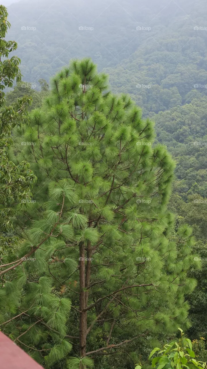 Trees