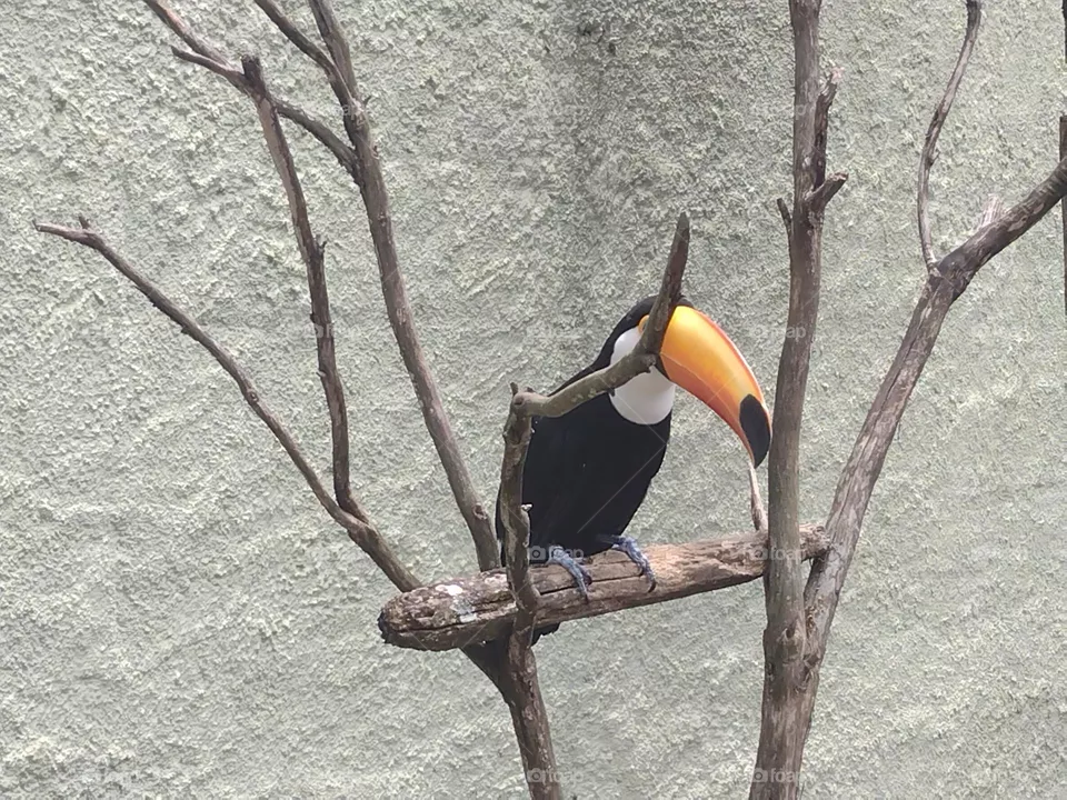 Tucano