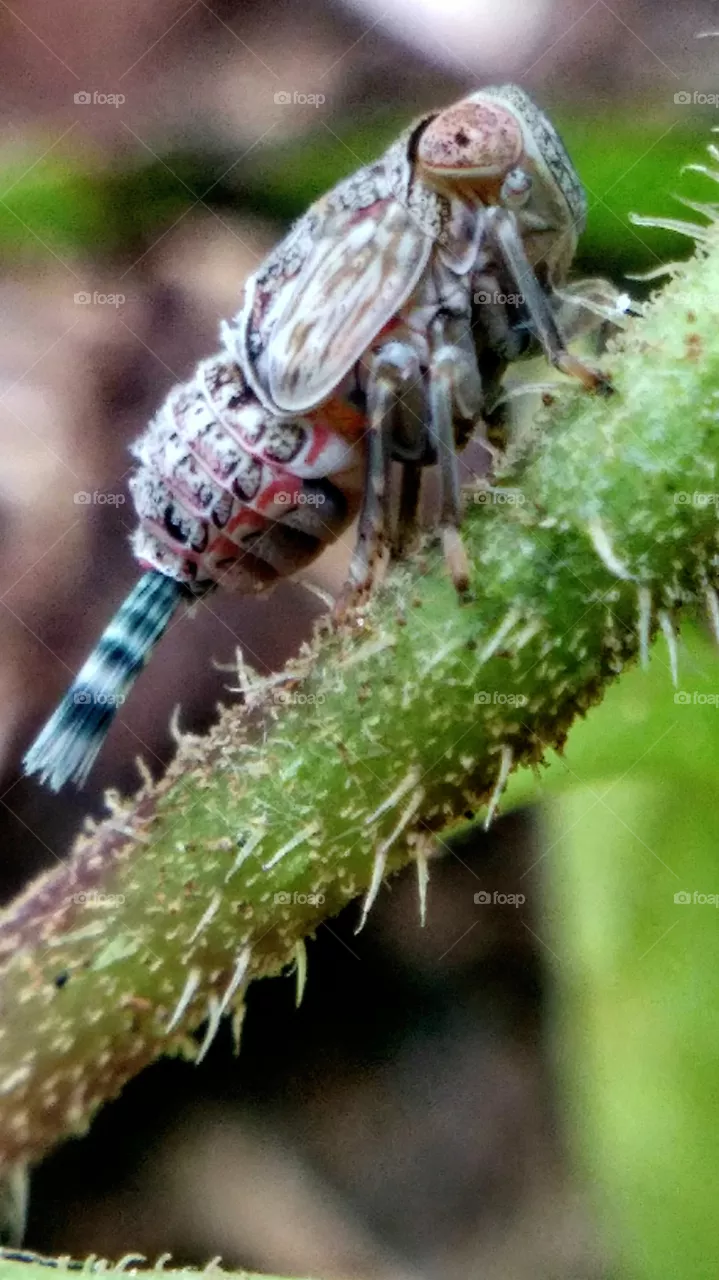 pest