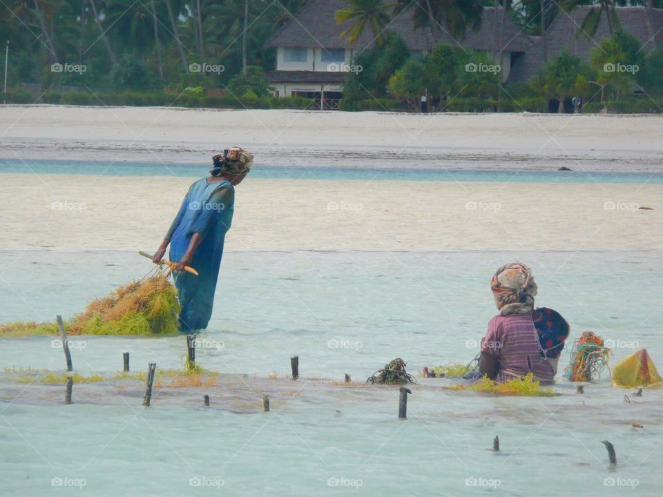 Female seaweed farmers