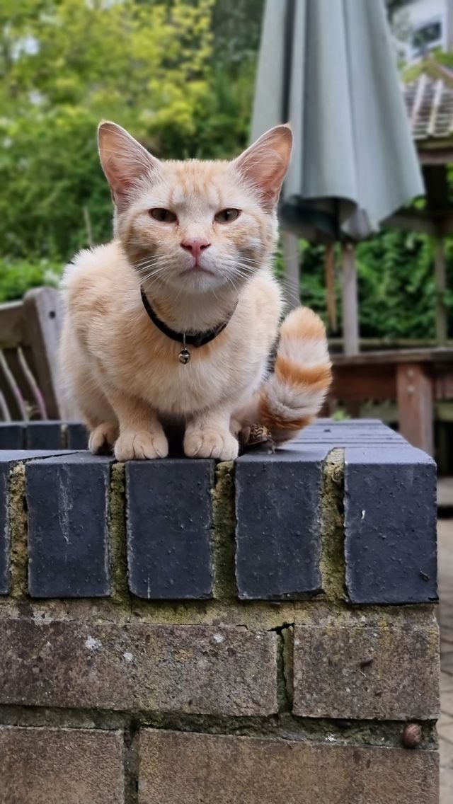 cute cat