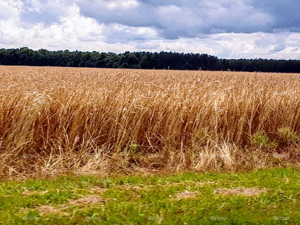 wheat field
