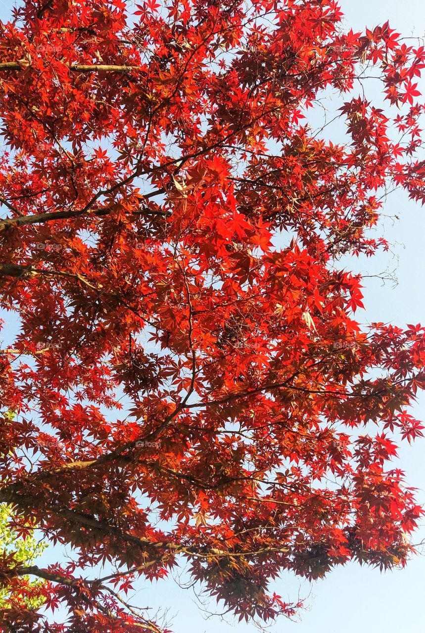 Beautiful Fire Red Japanese Maple in South Korea, Asia.