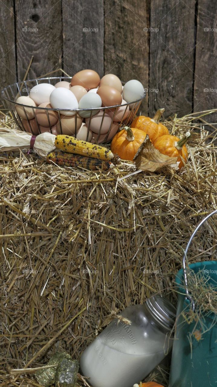 Fall barn scene. A basket of fresh eggs sit on a bale of hay alongside mini corn and pumpkins. Below that sits a bucket of feed beside a Mason jar of fresh goats milk.