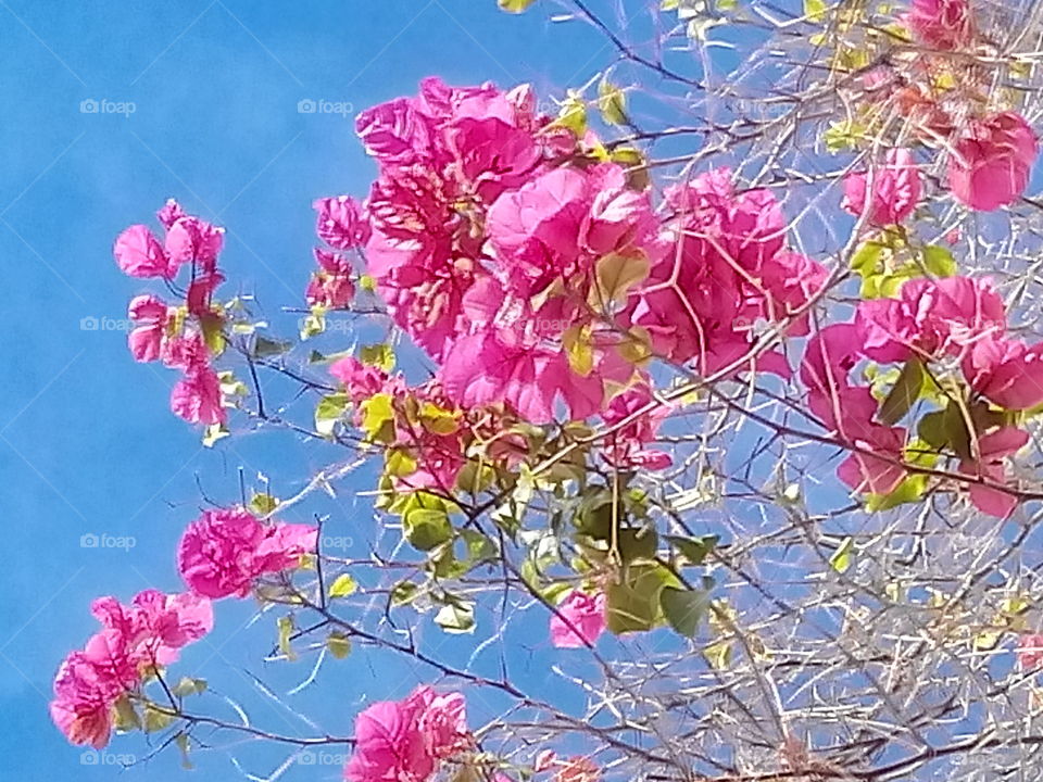 Blossoming plant . blossoming plant 