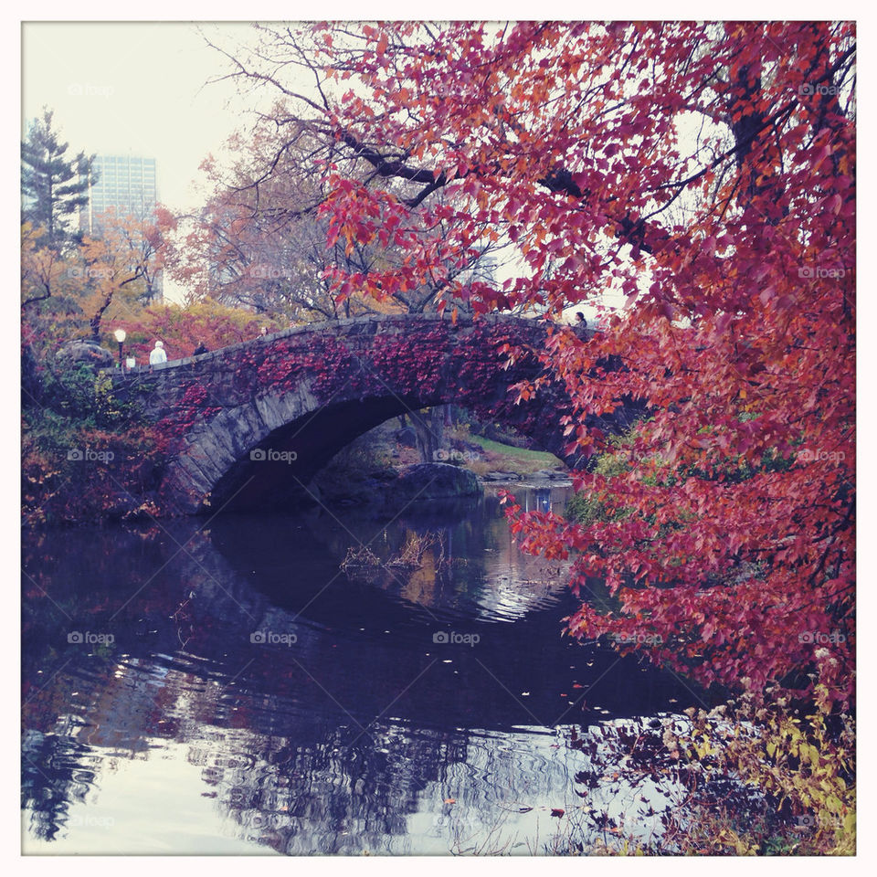 autumn bridge reflections central park by gatoritis