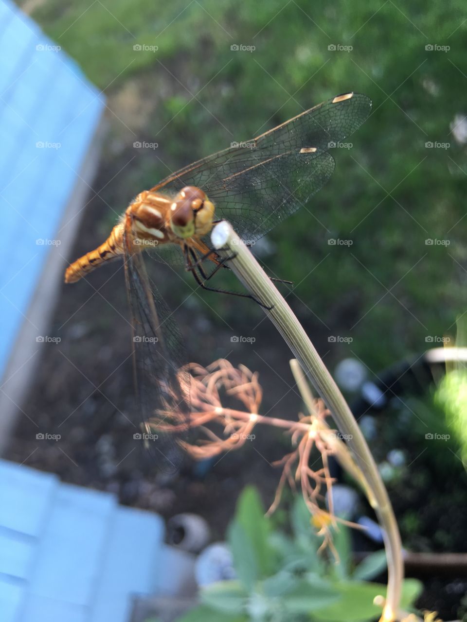 Dragon fly on a stem, on warm summer afternoon  🦋 