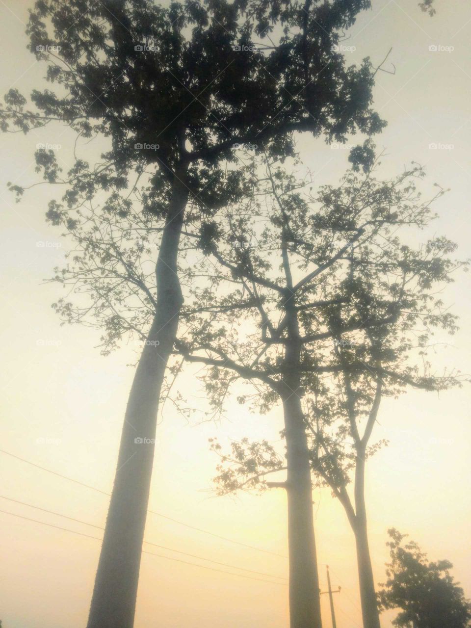 Tall Tree in Sunse