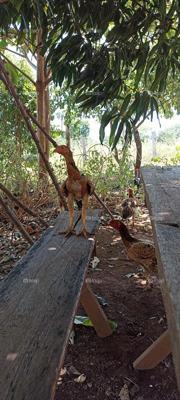 Three-day-old turkey