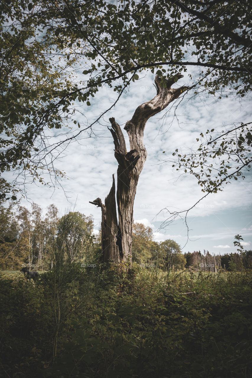 A portrait of an old dry, broken and cracked tree at the edge of a forest in the ardennes in belgium.