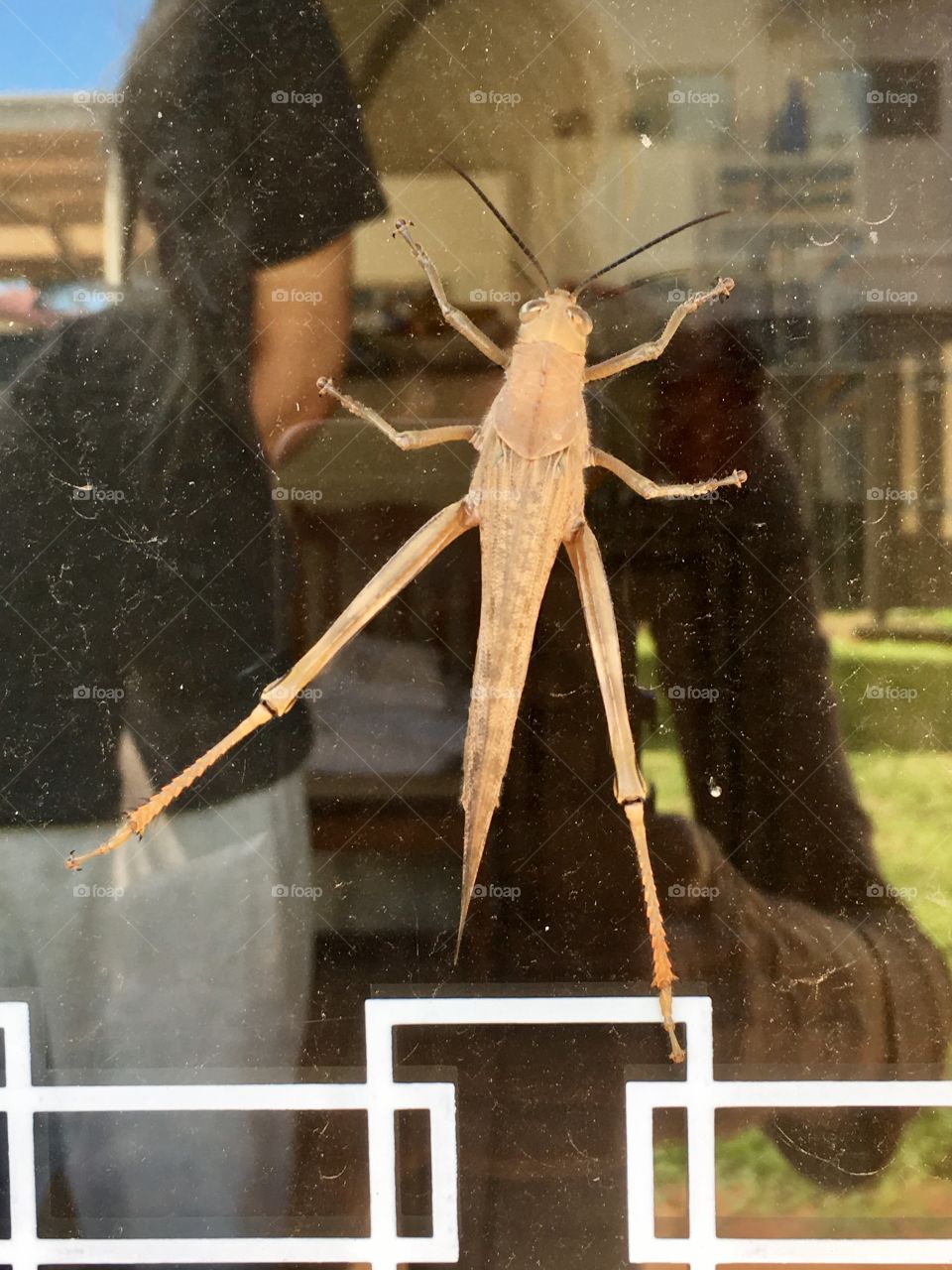 Huge grasshopper locust on sliding glass door window 