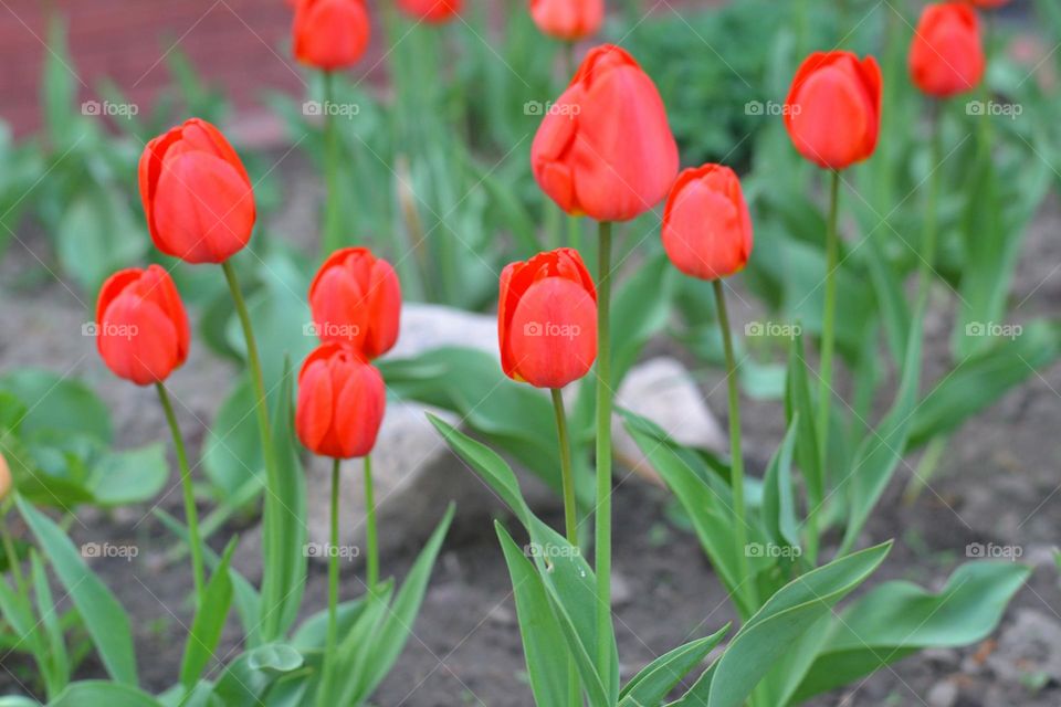 spring nature red tulips flowers