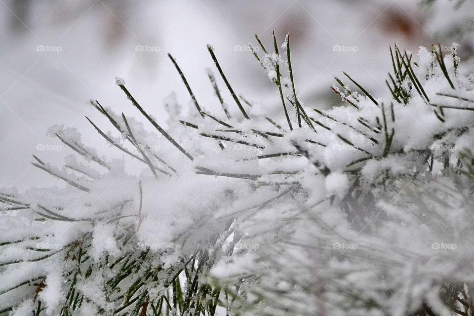 Snowy tree