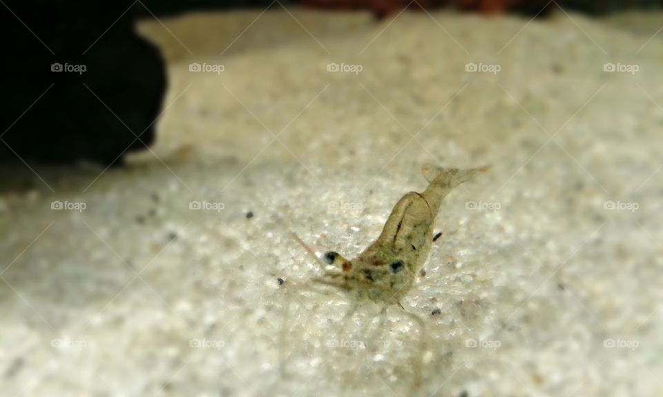 Ghost Shrimp. This little guy is the new addition to the aquarium for my daughter.