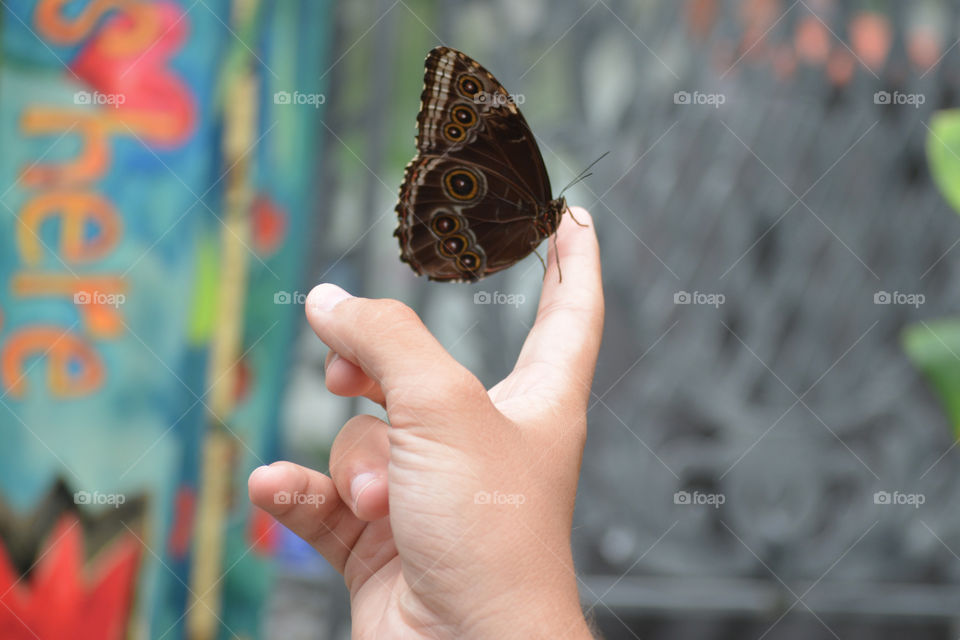 Butterfly in sanctuary