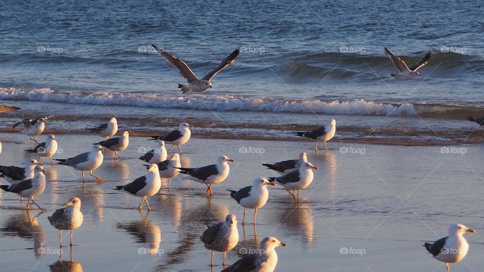 seagulls on the beach