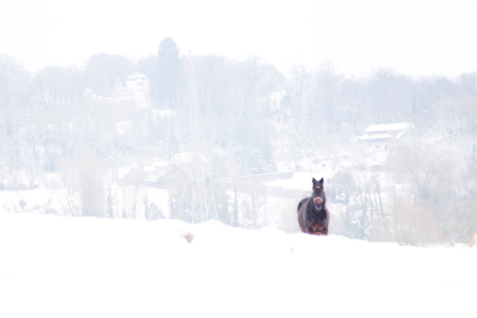 snow winter landscape dog by ilsem16