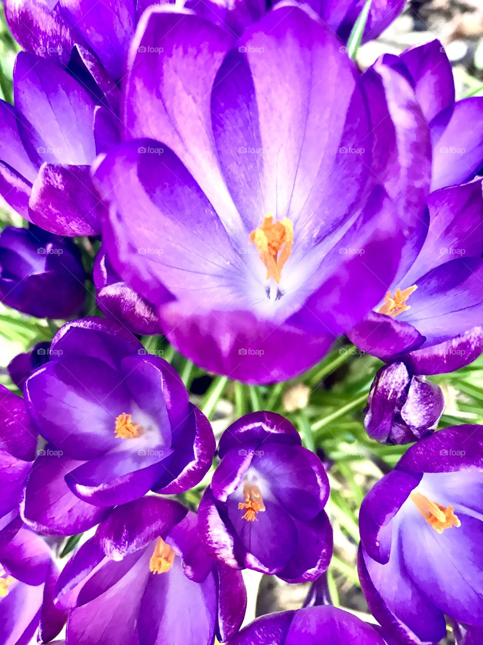 Crocus TOMMASINIANUS