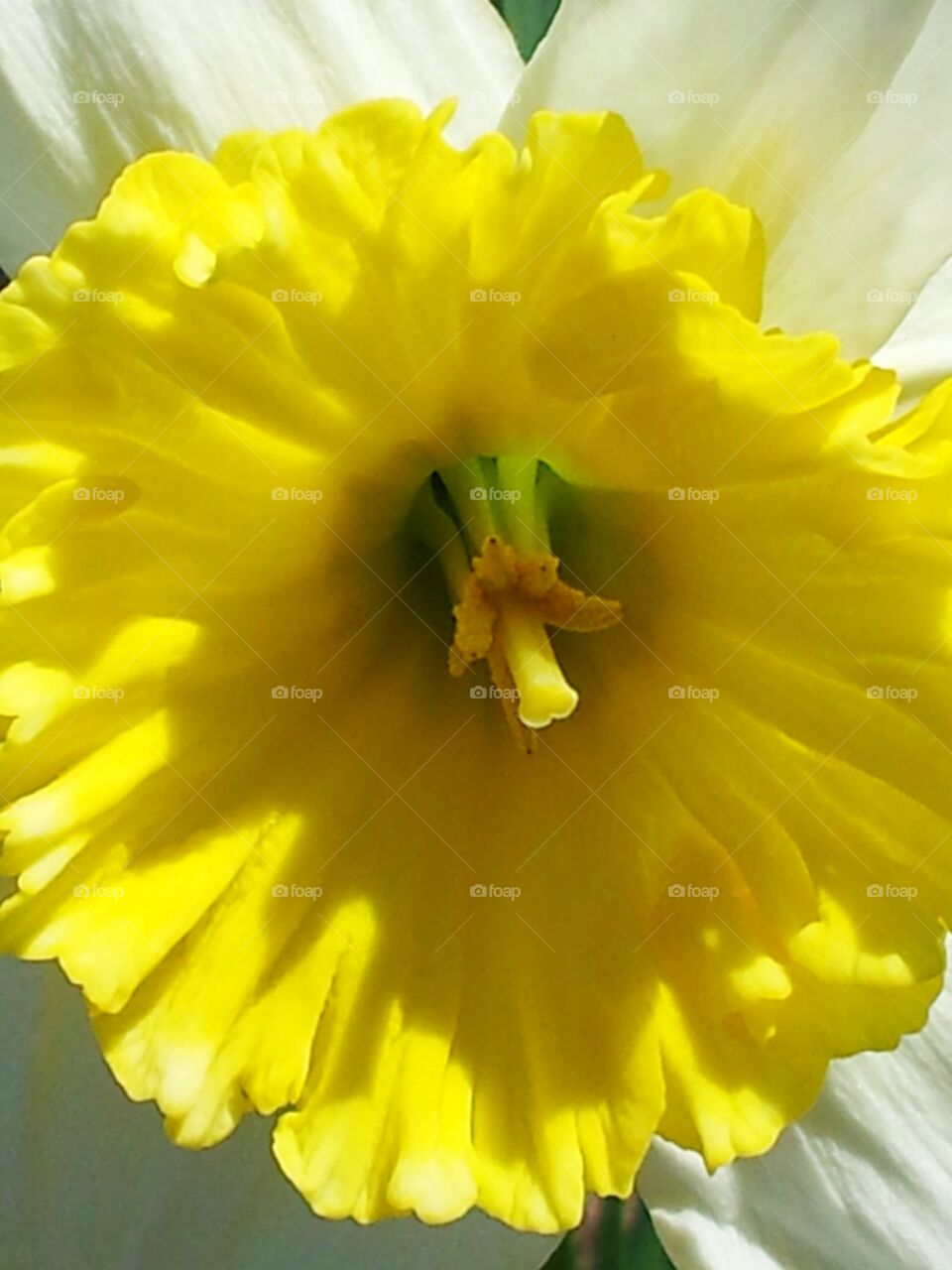 Spring daffodil