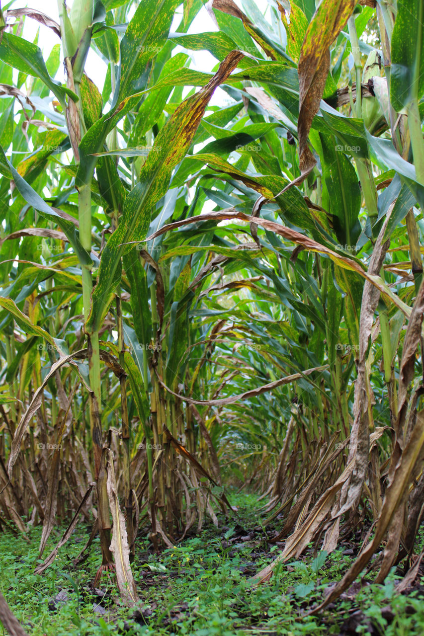 A tunnel through the tall corn leads to nowhere