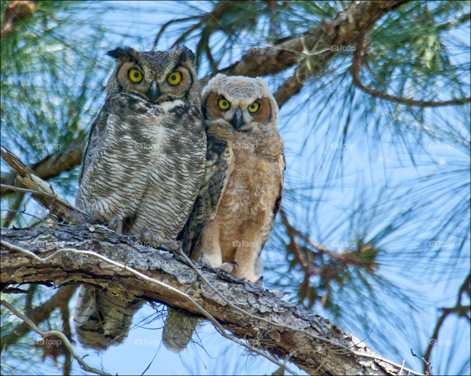 Great Horned Owls . Great Horned Owl and Owlet captured in the sweet light of the Golden Hour.