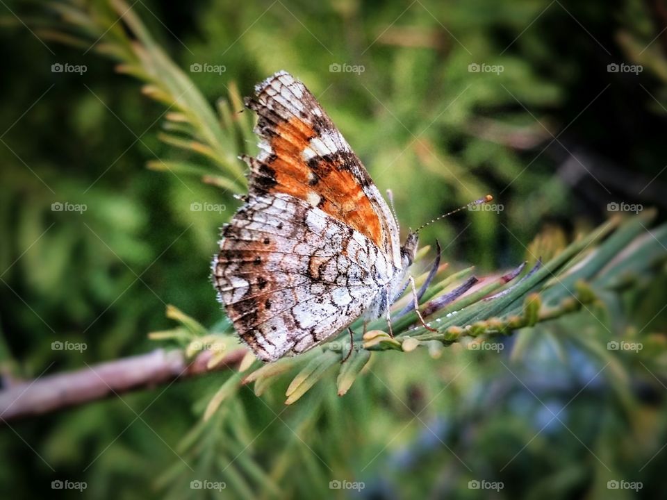 Butterfly on Cypress