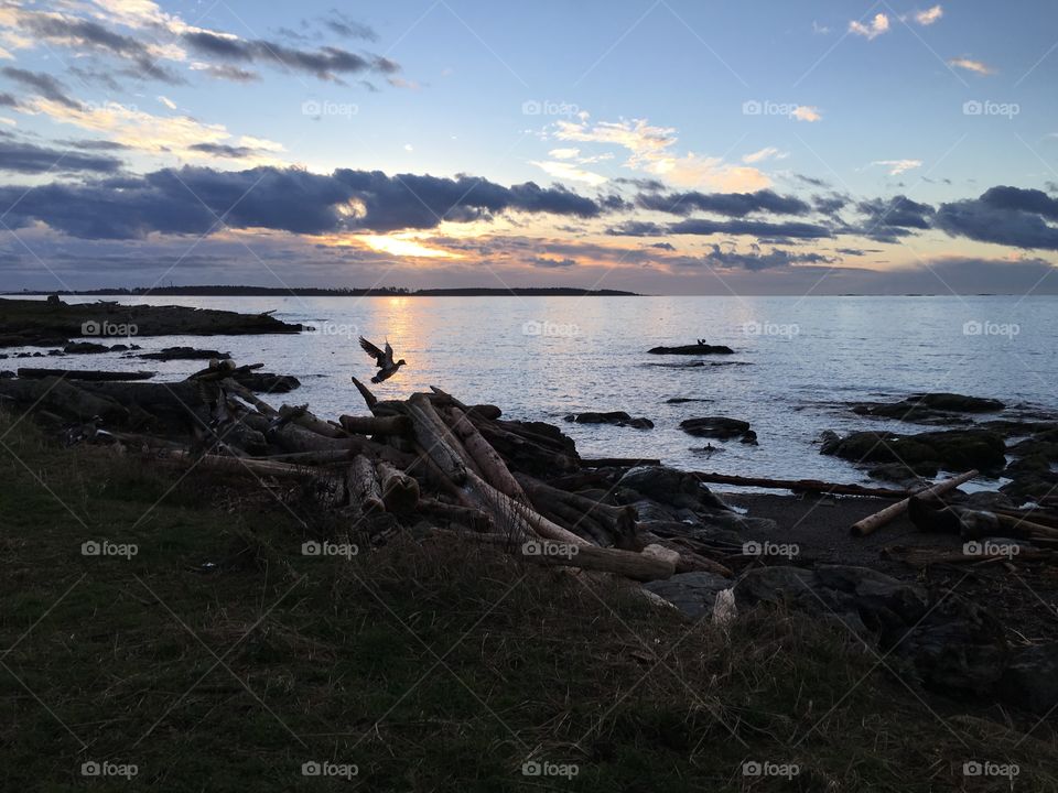 Birds flying over beach