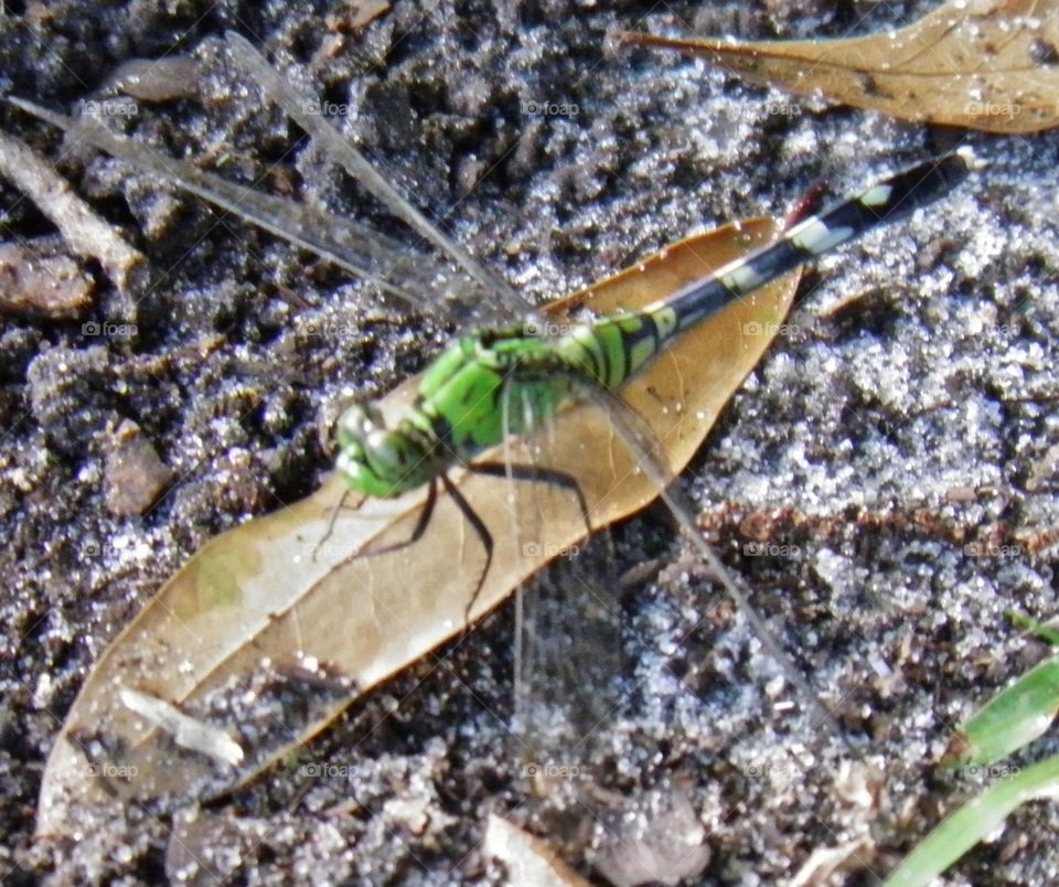 Bright Green Dragonfly Resting on a Fallen Leaf
