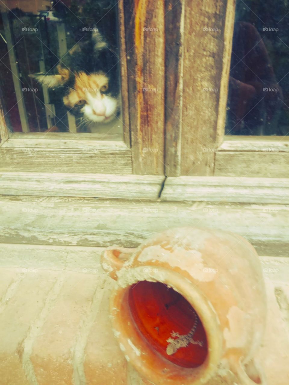 Courious cute cat looking through a window