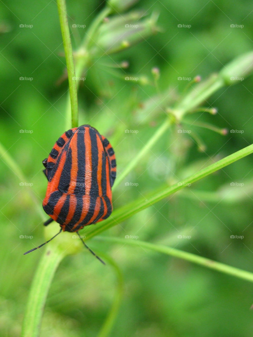 Black and red bug. Not the colours of my pijama's 