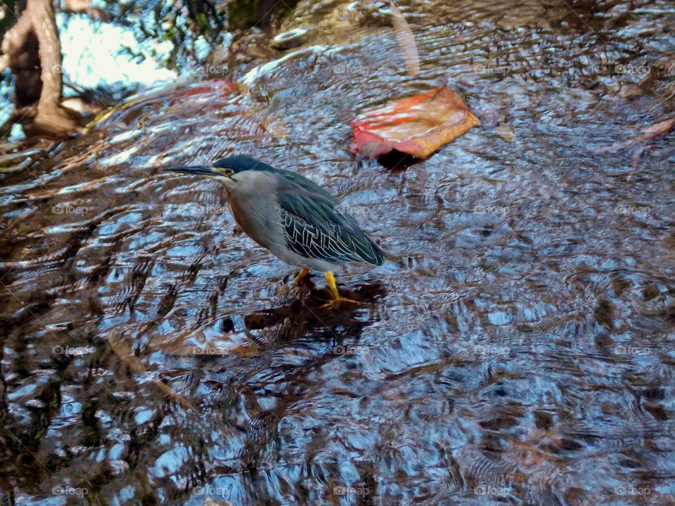 Socozinho,  a Brazilian bird. A middle east brazilian bird,. Goiânia, Brazil