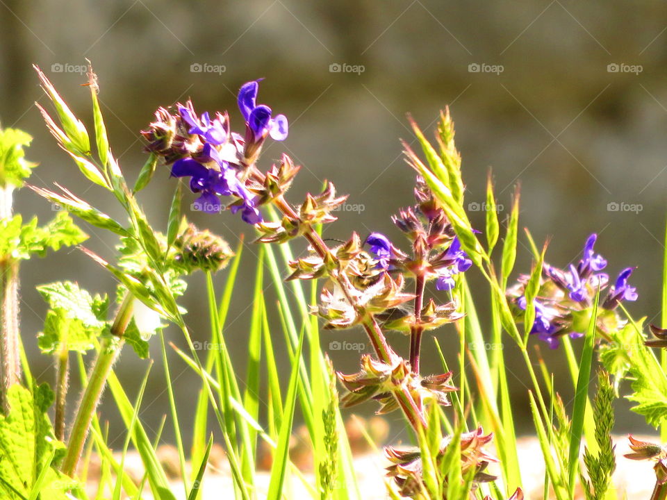 flowers