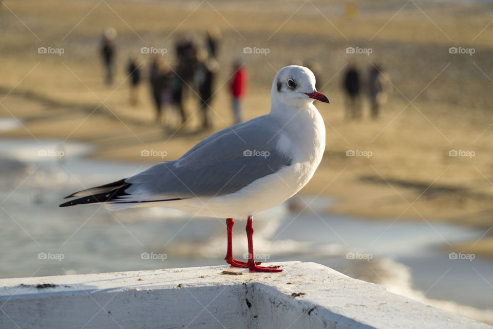 seaguls sitting on the pier