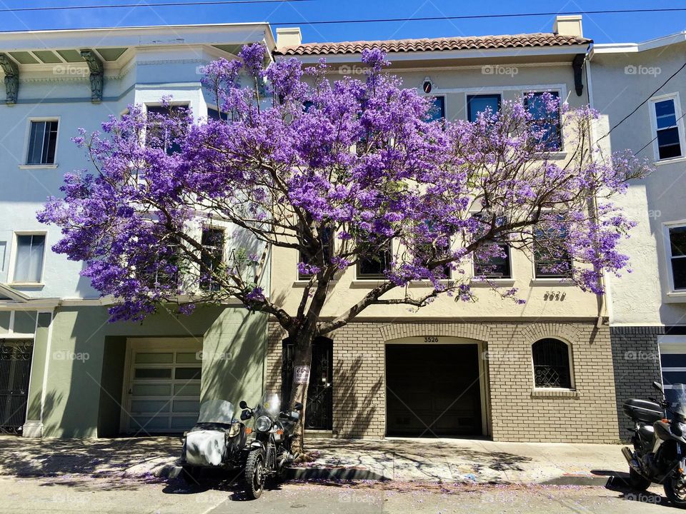 Purple flower tree on the sidewalk 