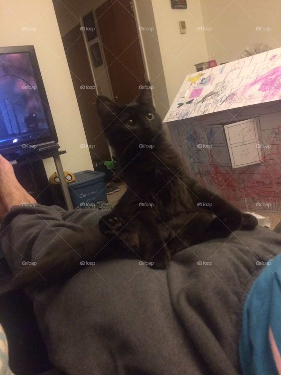Kitten sitting on guys lap