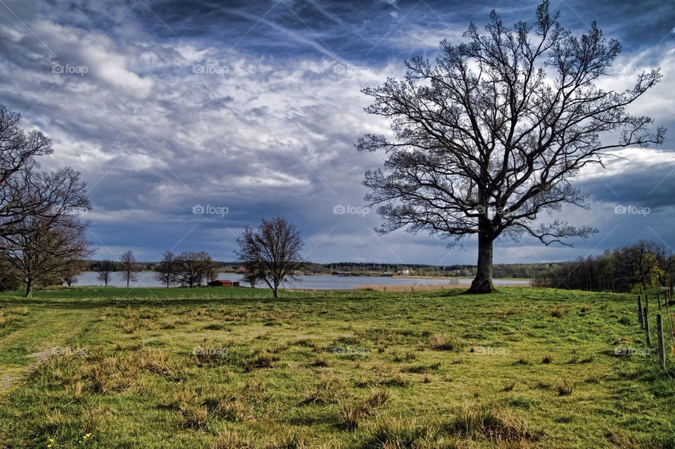 nature trees lakes träd by cekari