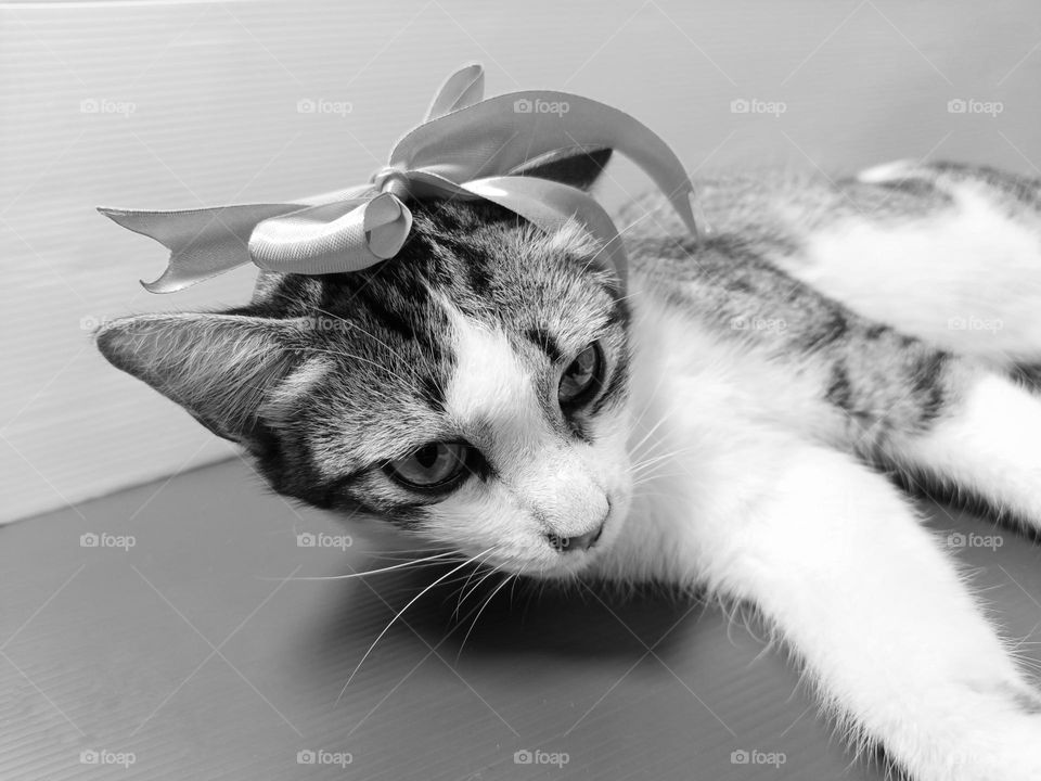 Black and white cats portrait.