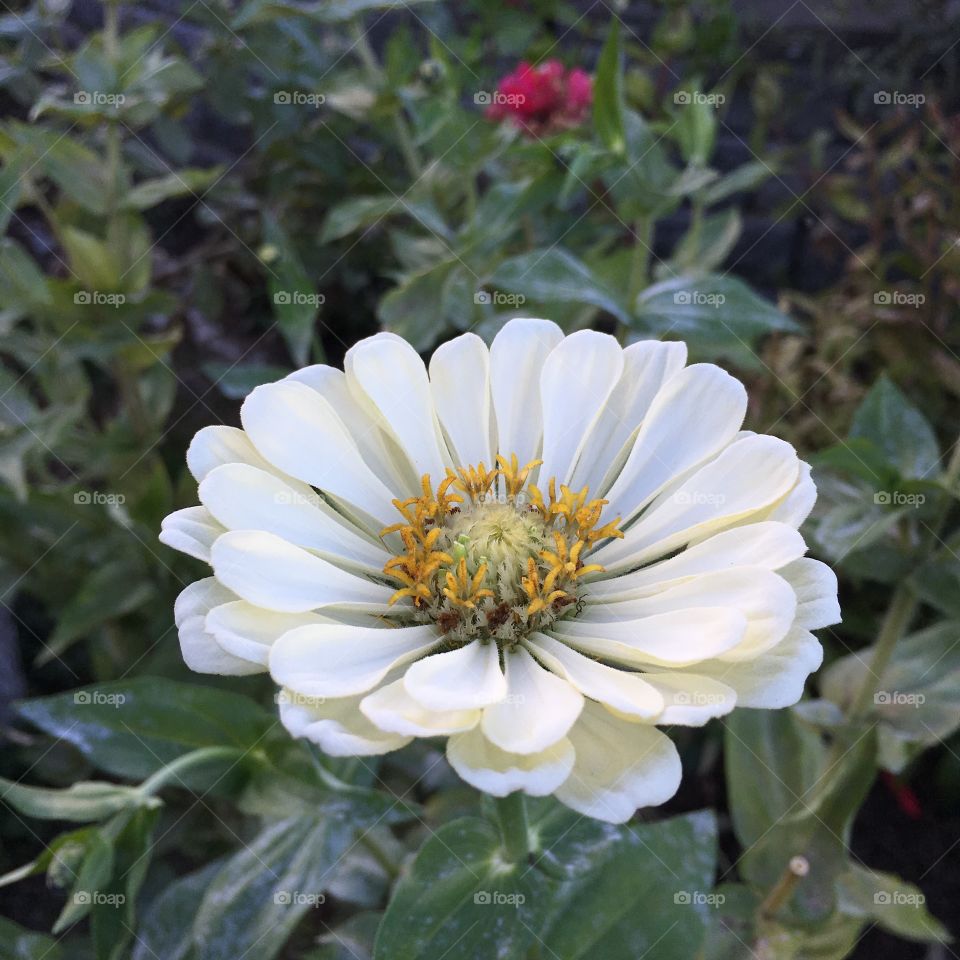 White Zinnia