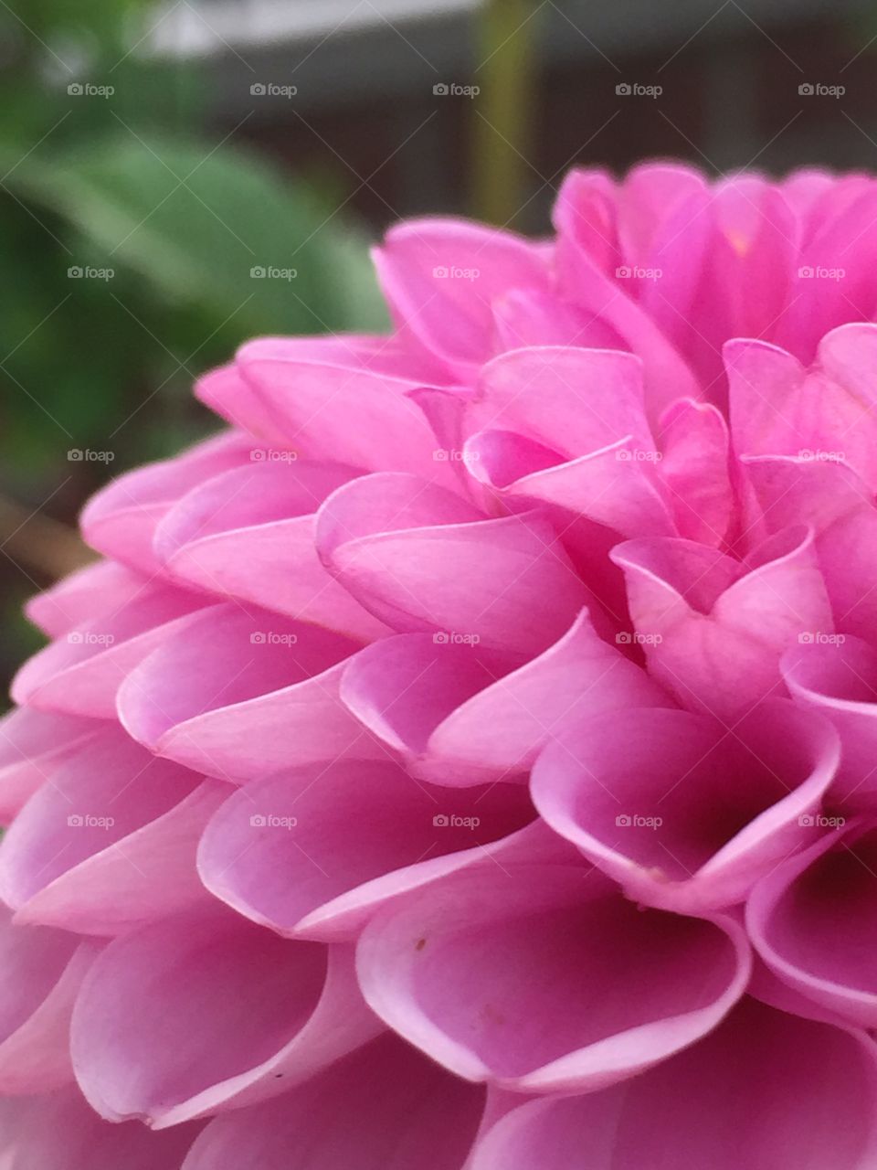 Inside the flower of Dahlia. Inside the flower of Dahlia